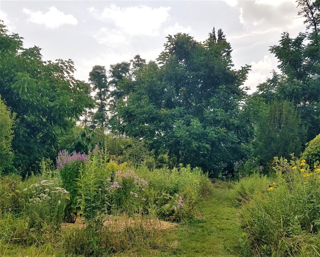 food forest permaculture