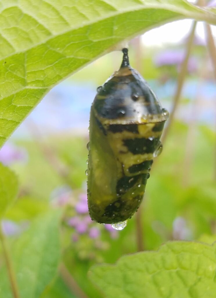 butterfly chrysalis