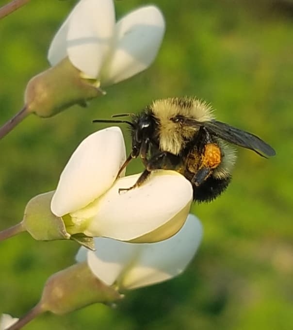 bumblebee on baptisia plant