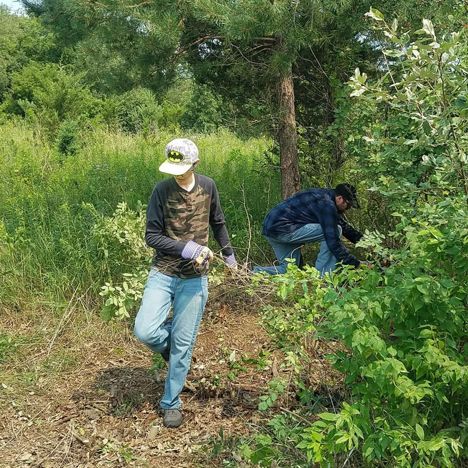 focus box for ecological restoration - brush clearing