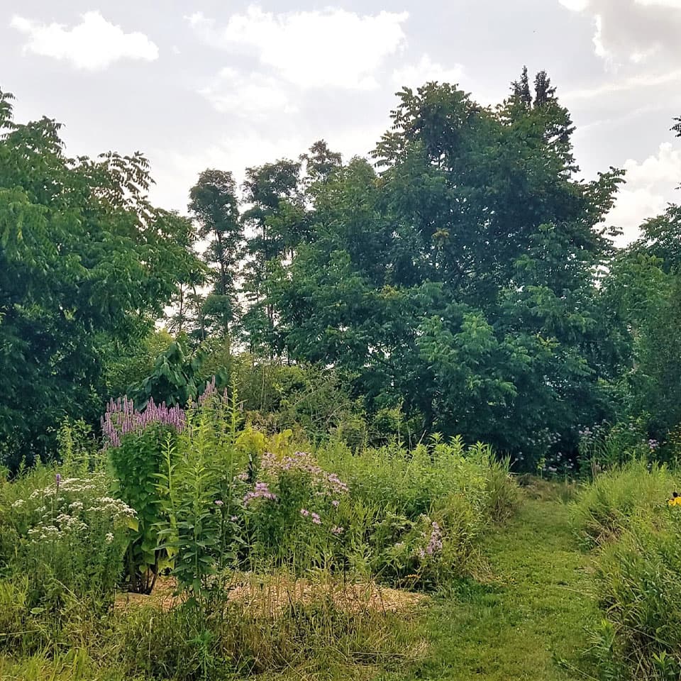 focus box for permaculture - food forest