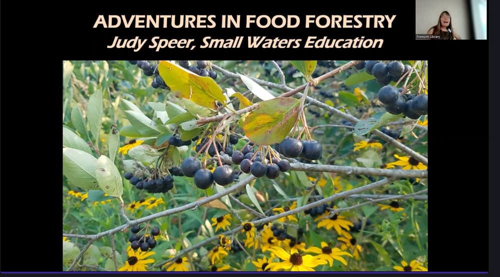 Adventures in Food Forestry Link