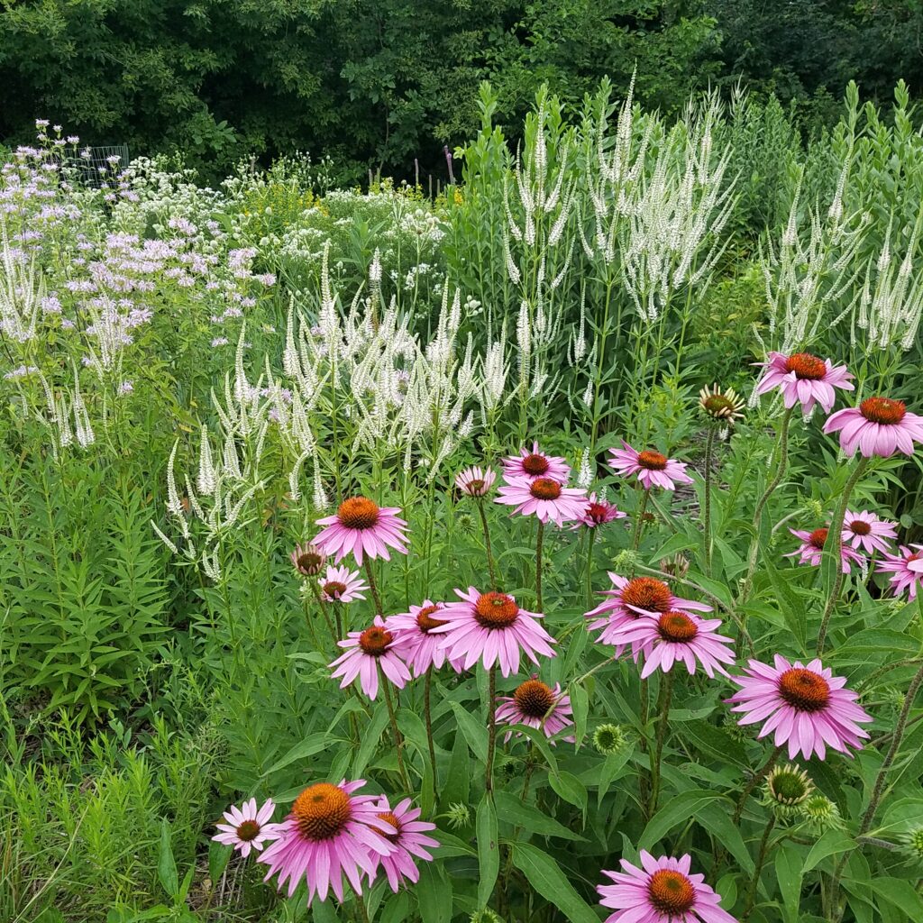 pollinator garden blooming