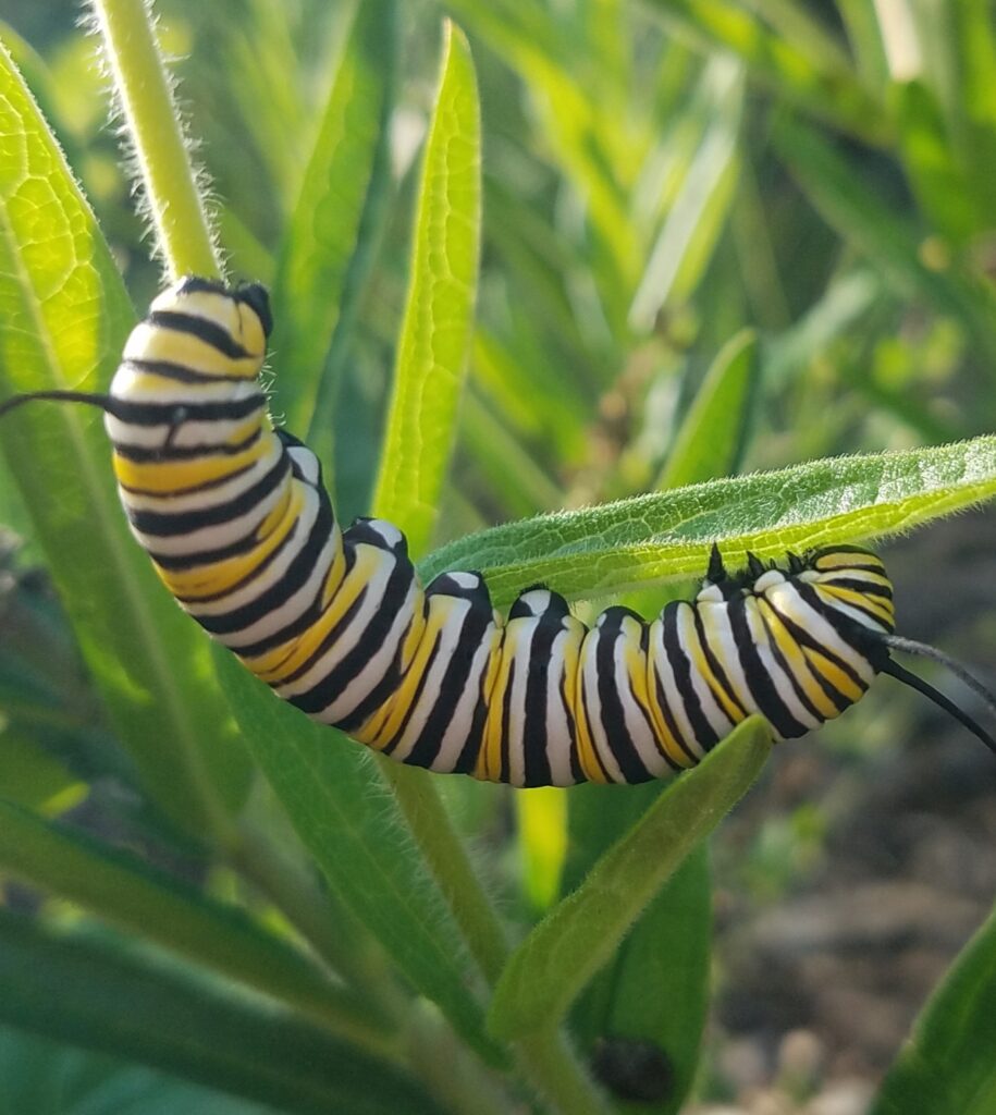 monarch butterflyu caterpillar feeding on milkweed