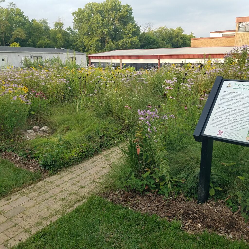 Pollinator garden at Westwood School, Woodstock IL